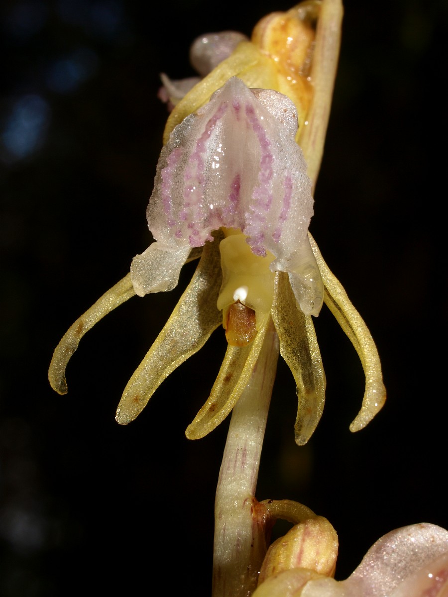 Epipogium aphyllum, Ghost Orchid